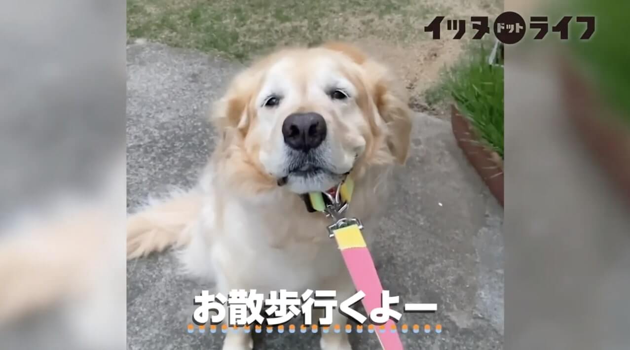 ゴールデン,動画,イッヌドットライフ