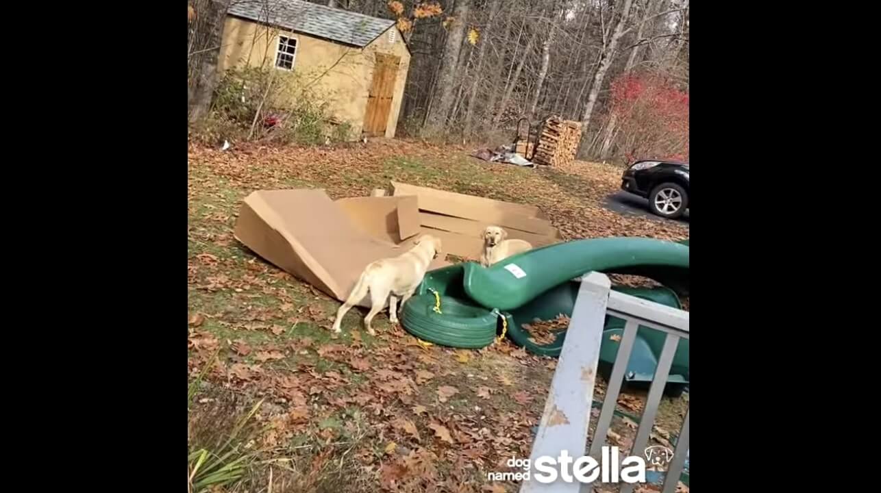 ラブラドールレトリーバー,動画