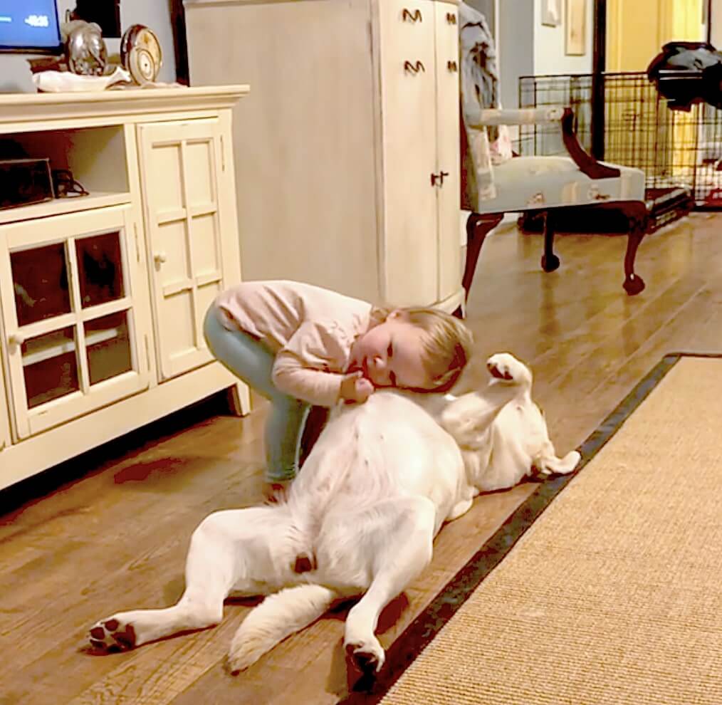 ラブラドールレトリーバー,動画