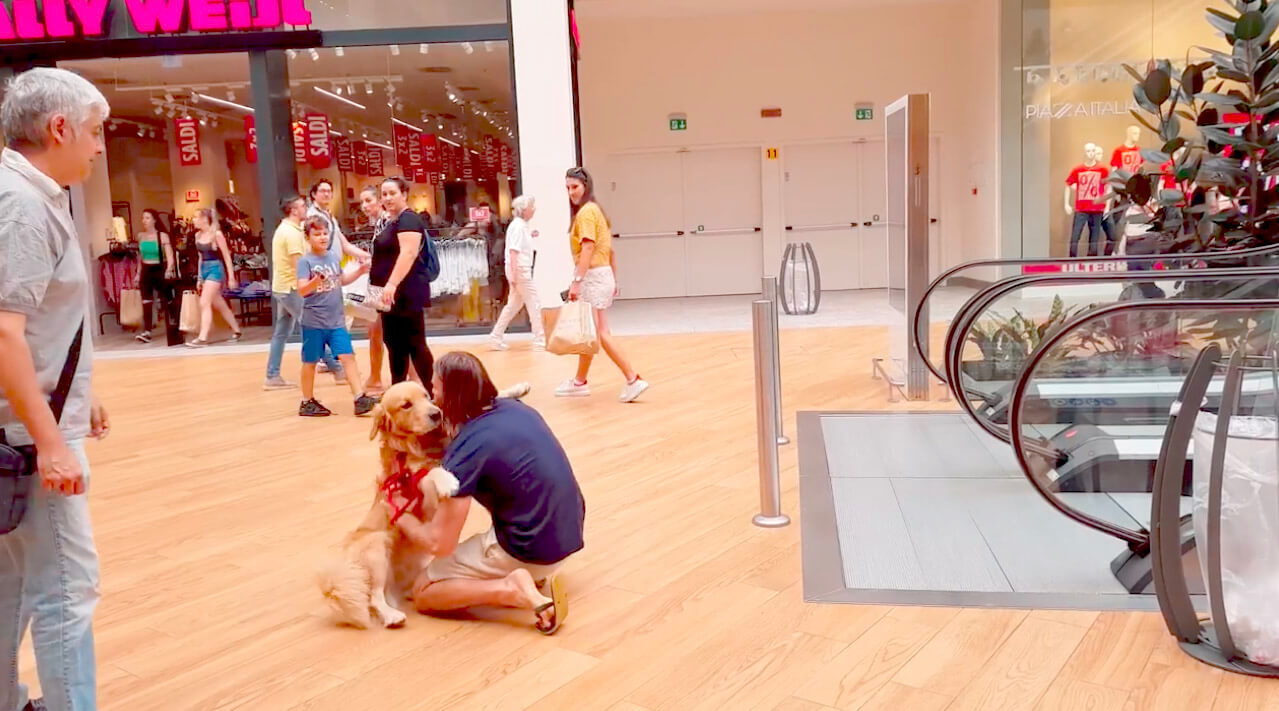 ゴールデンレトリーバー,動画