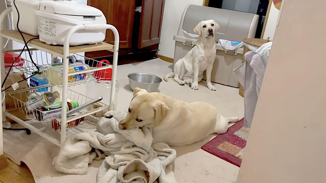 ラブラドールレトリーバー,動画