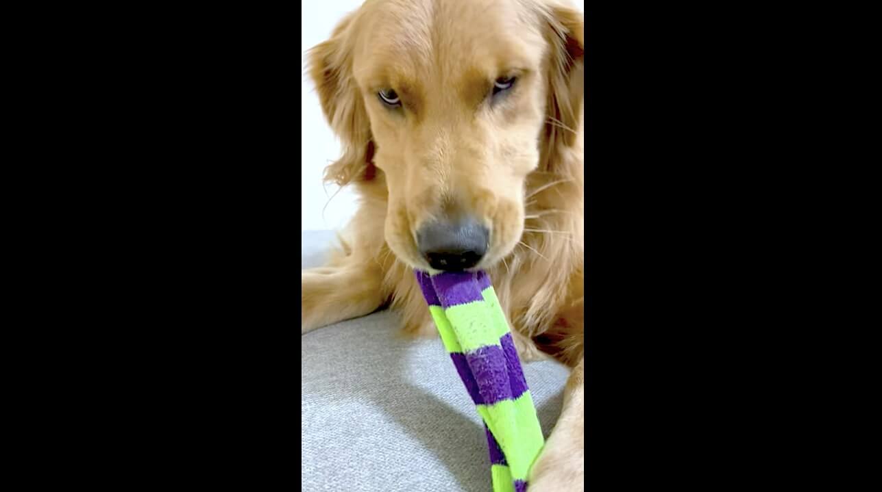 ゴールデンレトリーバー,動画