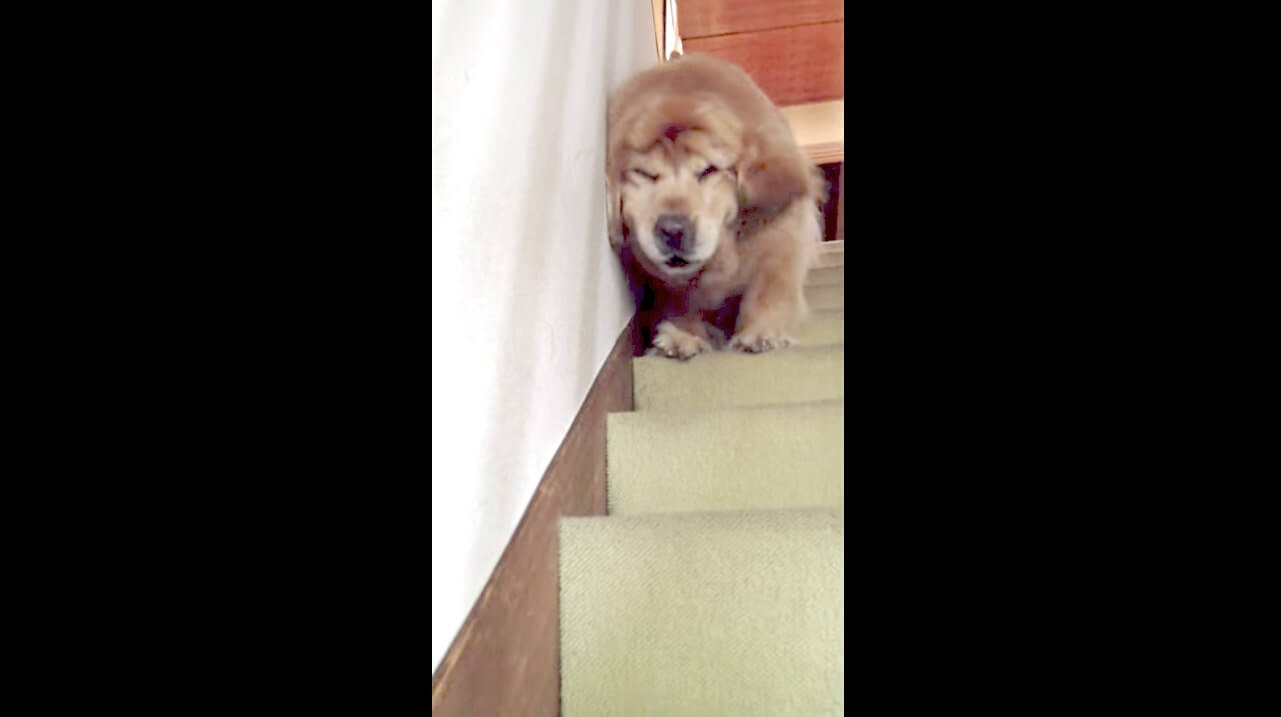 ゴールデンレトリーバー,動画