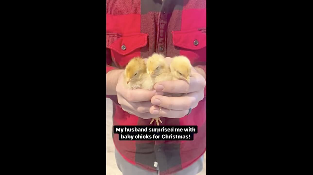 ゴールデンレトリーバー,動画