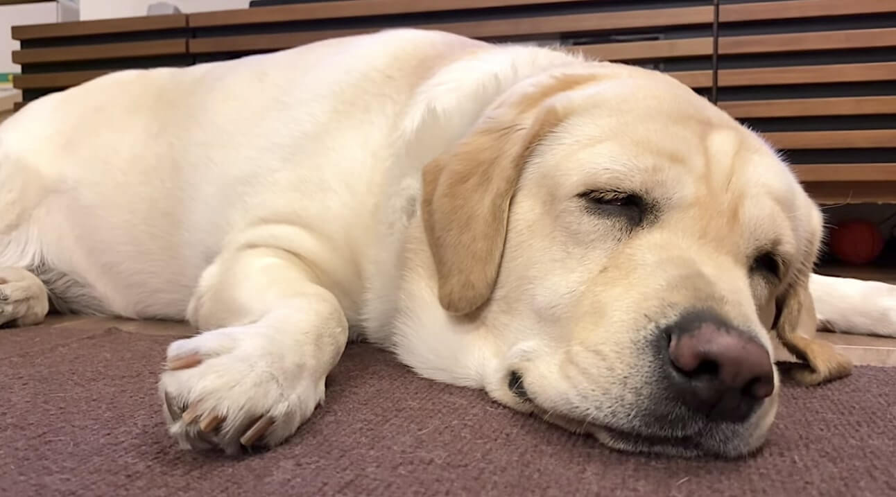 ラブラドールレトリーバー,動画