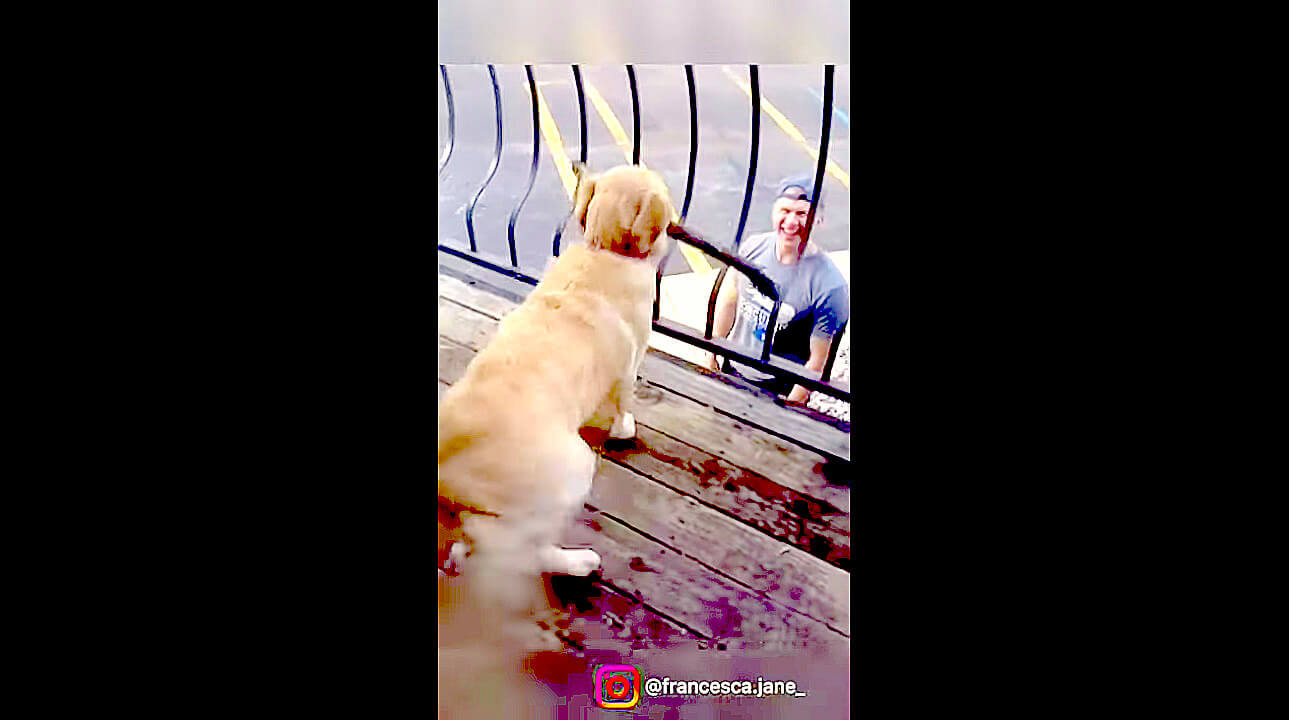 ゴールデンレトリーバー,動画