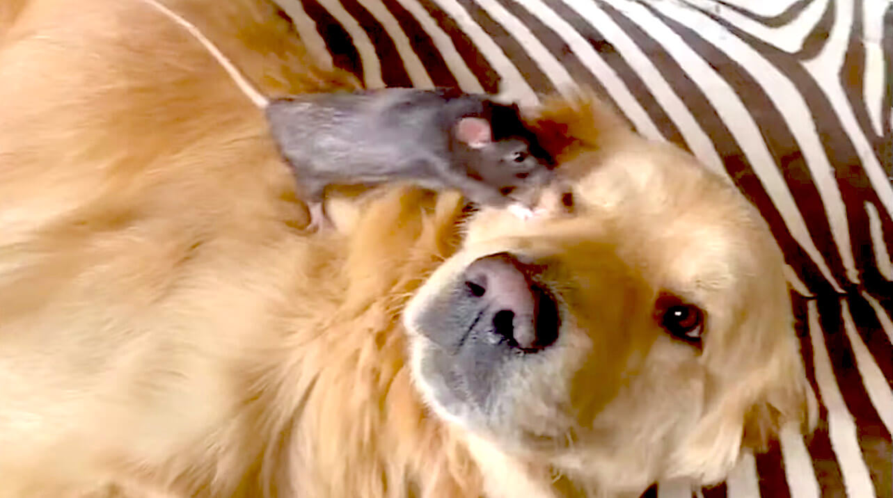 ゴールデンレトリーバー,動画