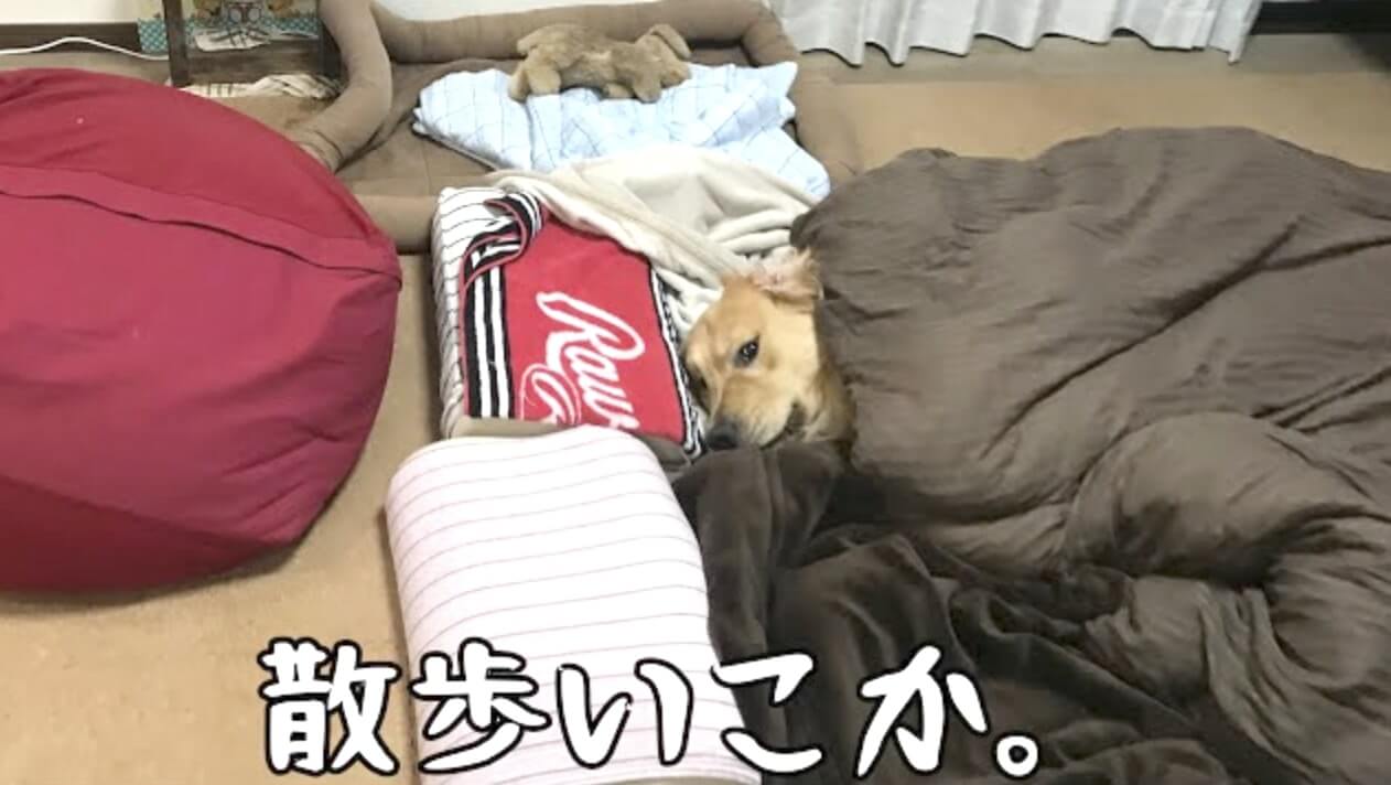 ゴールデンレトリーバー,動画