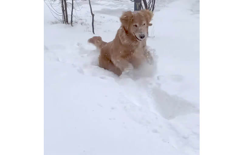 ゴールデンレトリーバー,動画