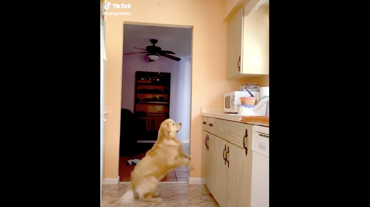 ゴールデンレトリーバー,動画