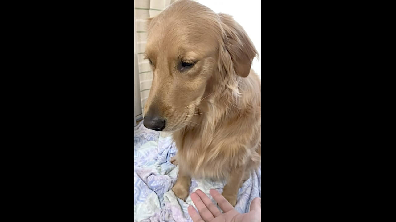 ゴールデンレトリーバー,動画