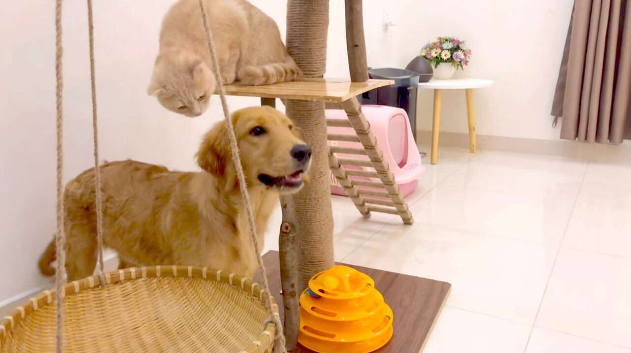 ゴールデンレトリーバー,動画