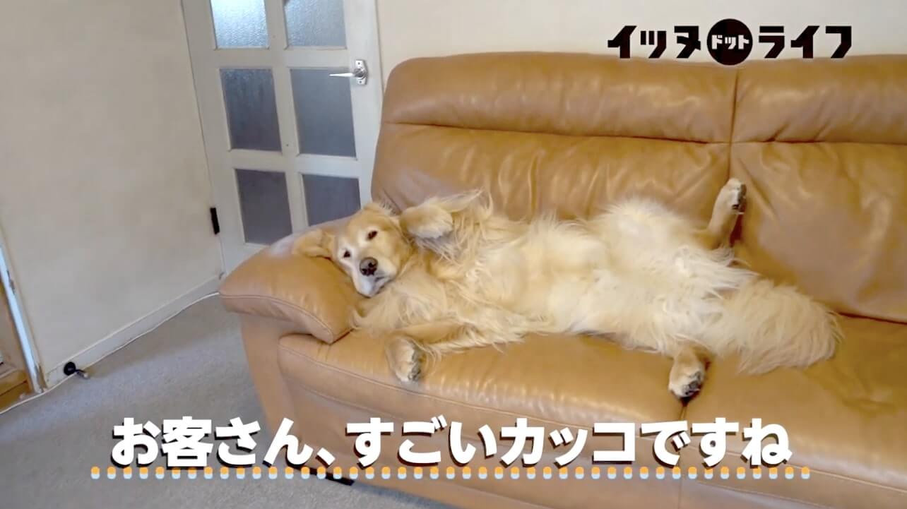 ゴールデンレトリーバー,動画,イッヌドットライフ