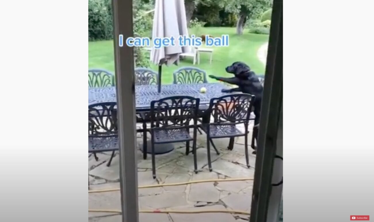 ラブラドールレトリーバー,動画