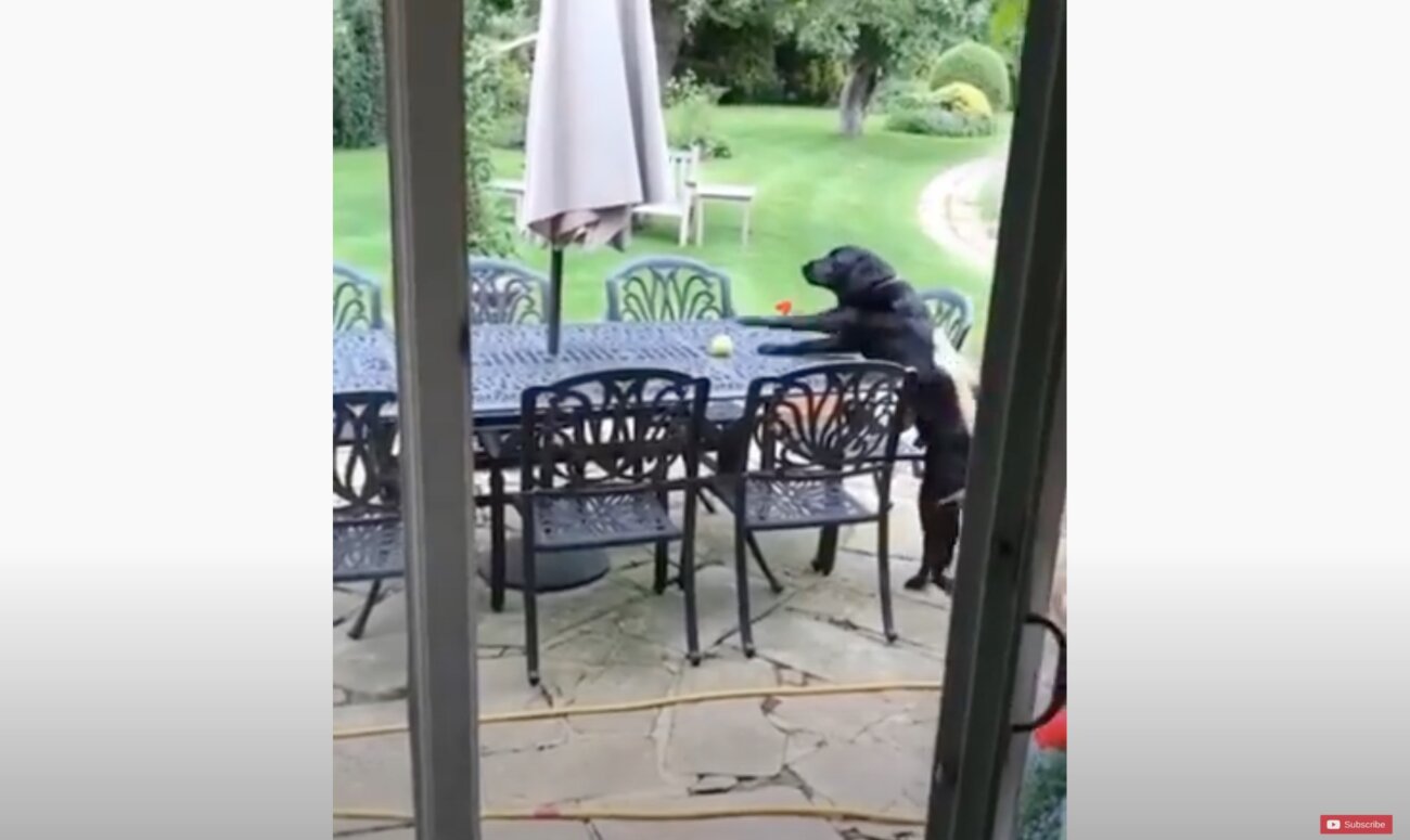 ラブラドールレトリーバー,動画