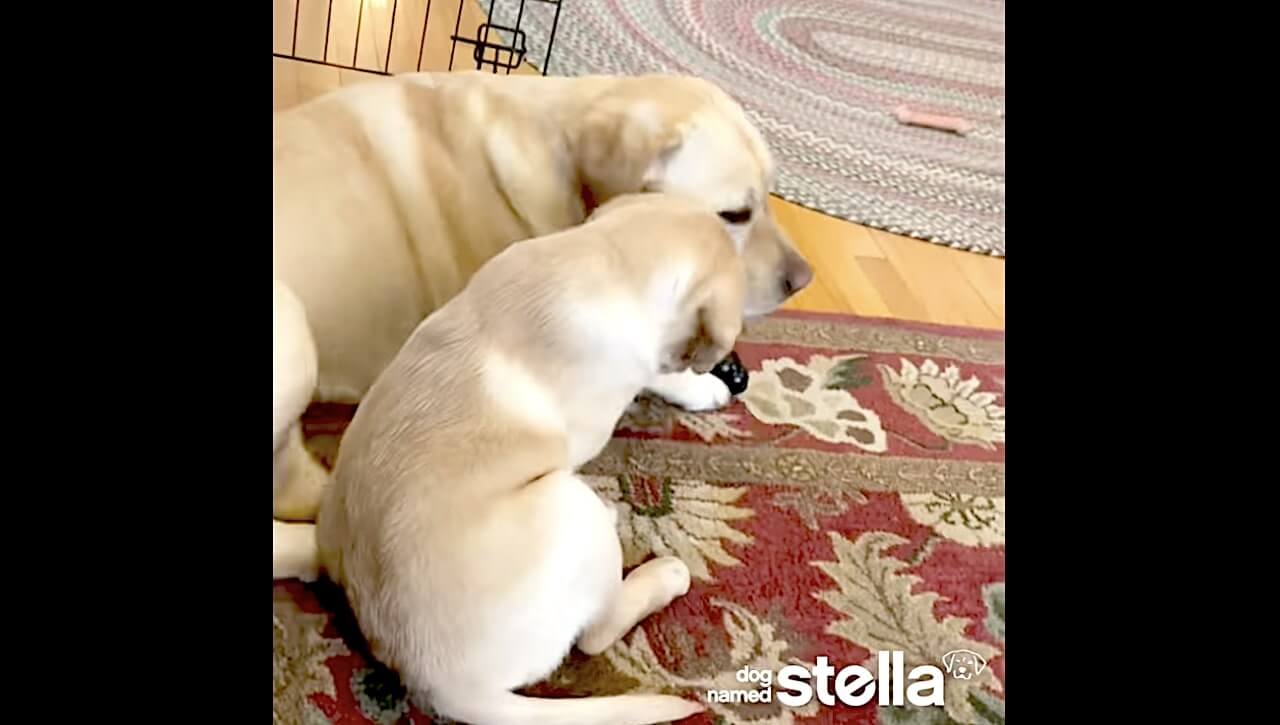 ラブラドールレトリーバー,動画