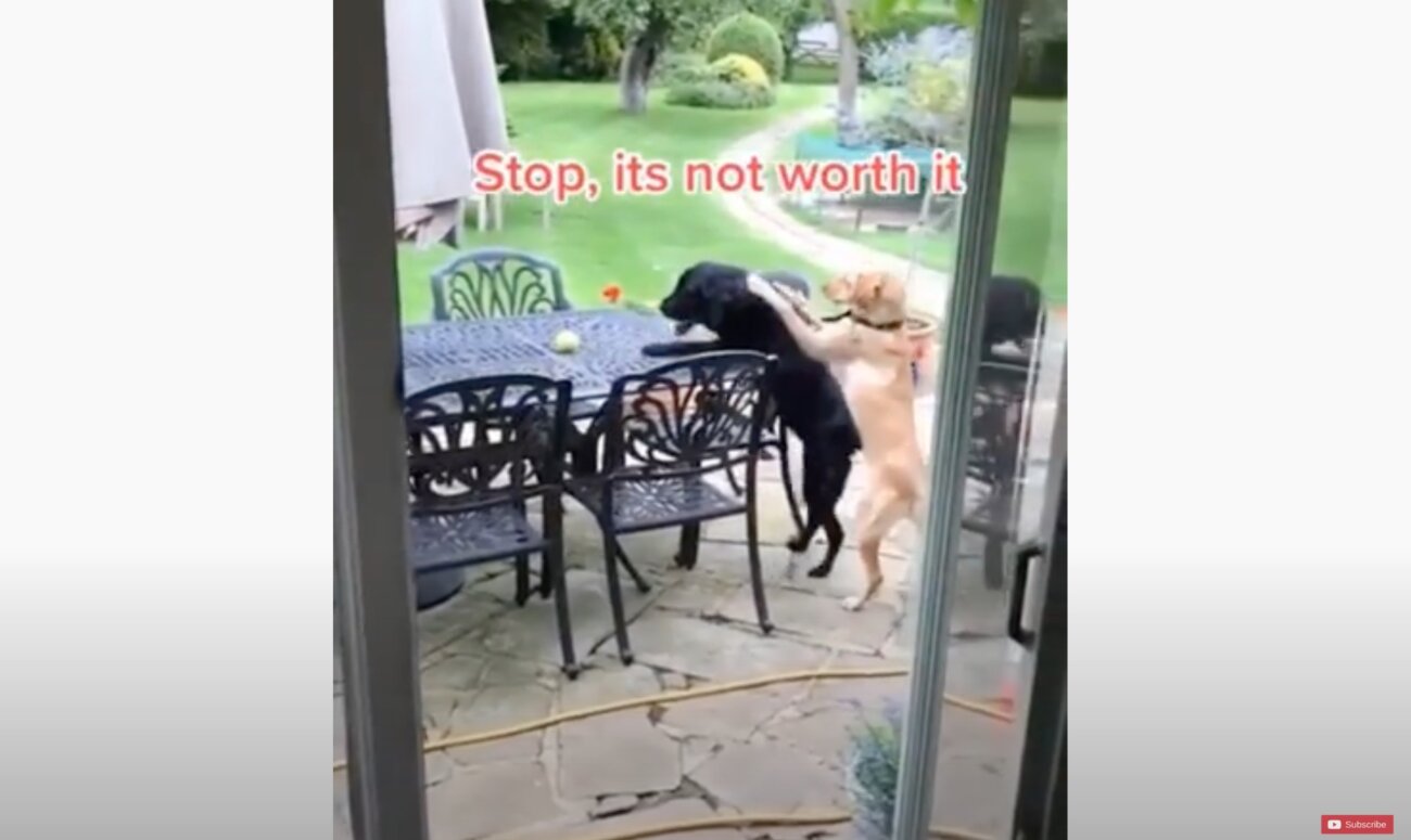 ラブラドールレトリーバー,動画