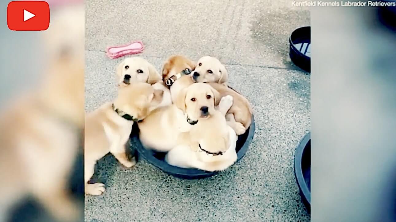 ラブラドールレトリーバー,動画