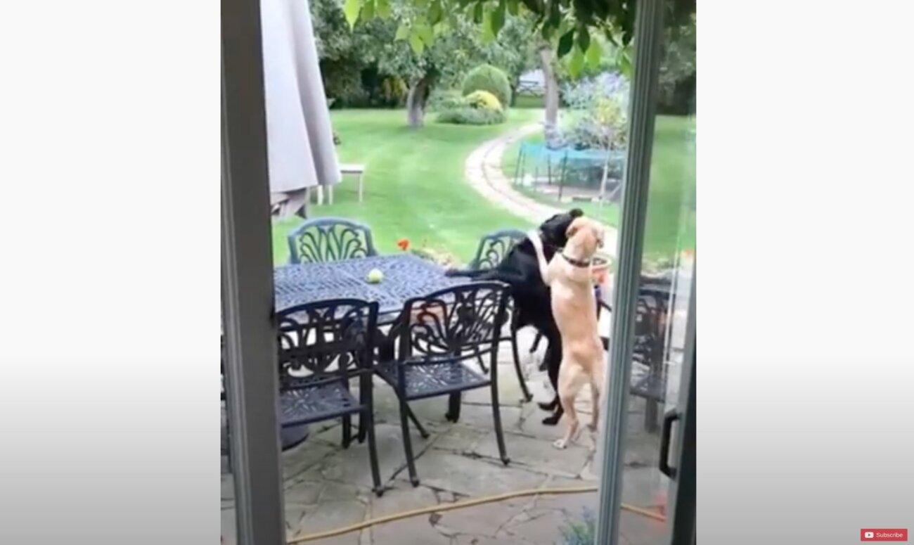 ラブラドールレトリーバー,動画