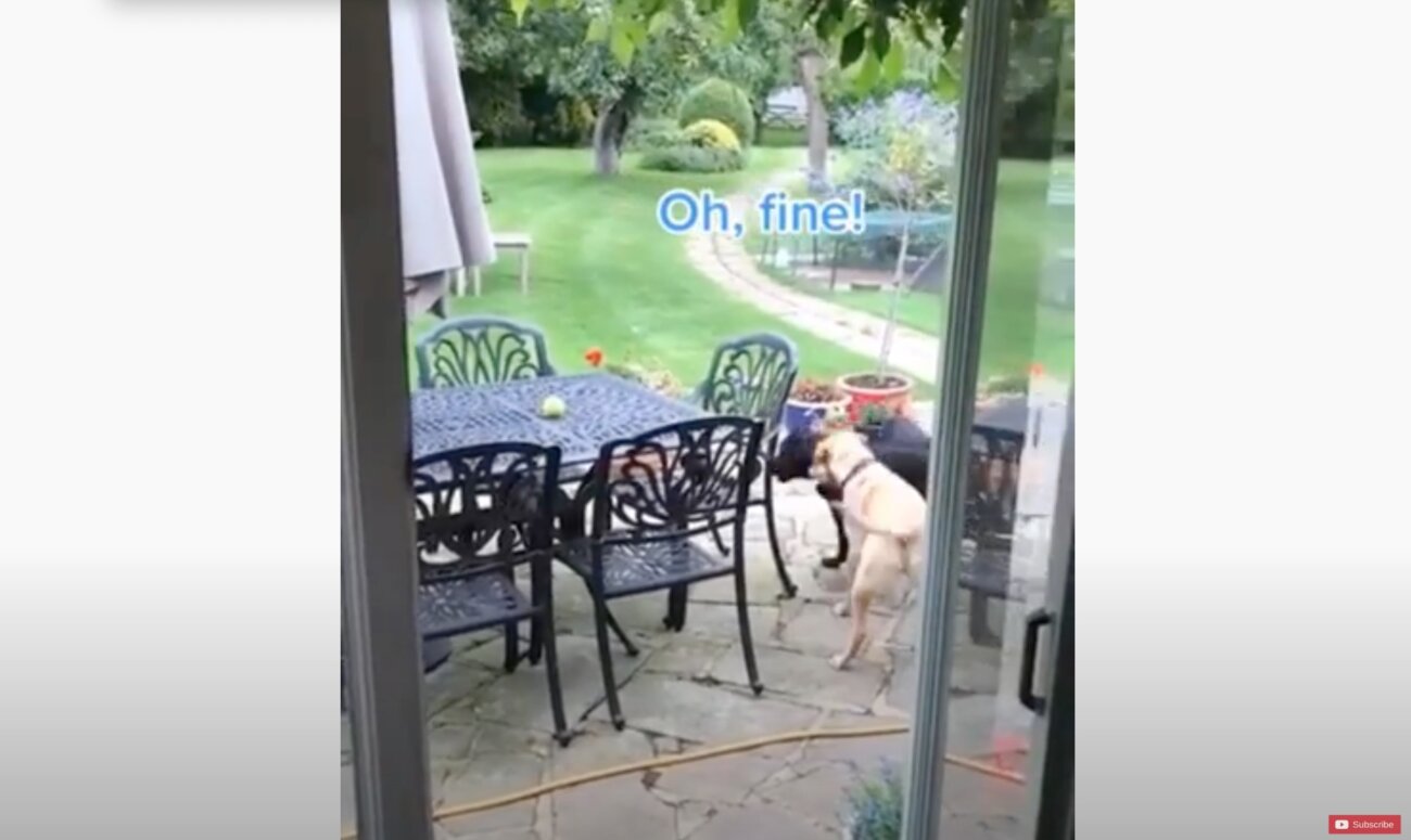 ラブラドールレトリーバー,動画