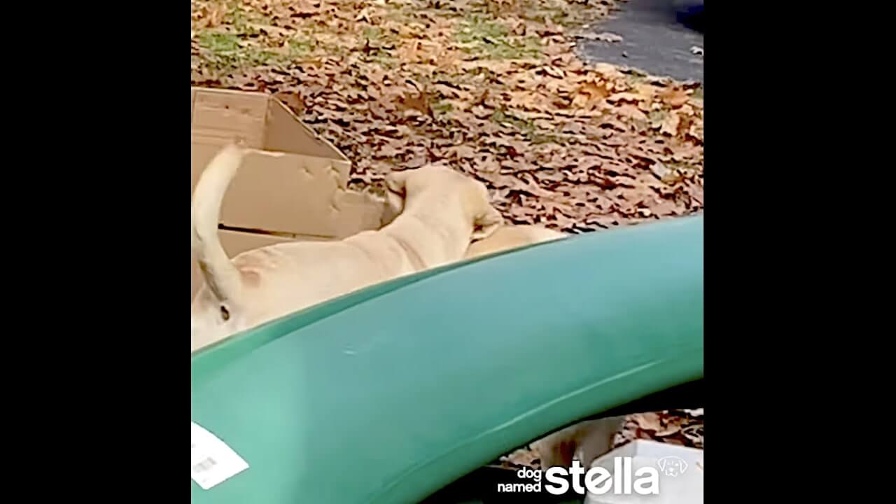 ラブラドールレトリーバー,動画