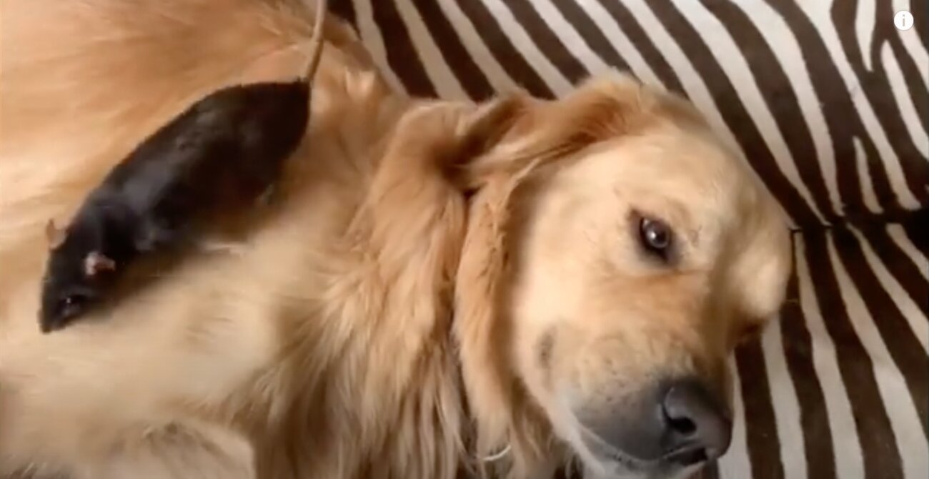 ゴールデンレトリーバー,動画