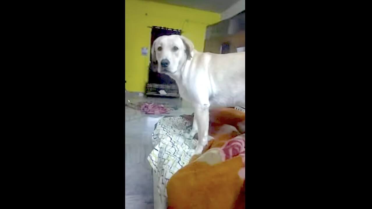 ラブラドールレトリーバー,動画