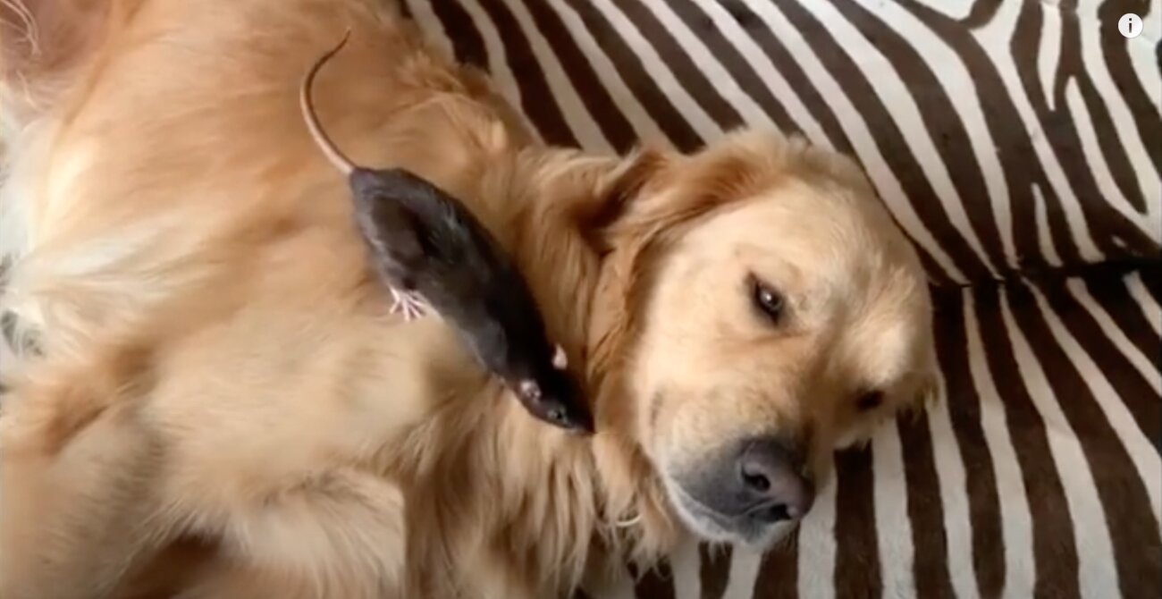 ゴールデンレトリーバー,動画