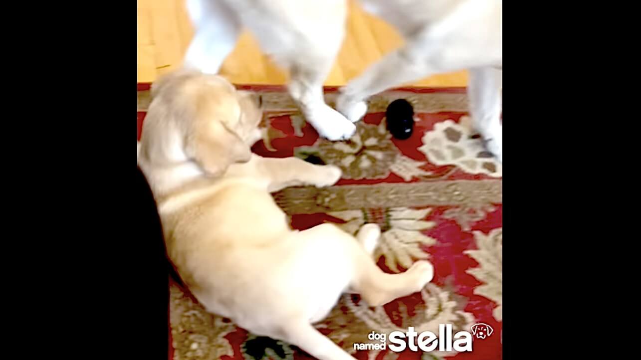 ラブラドールレトリーバー,動画