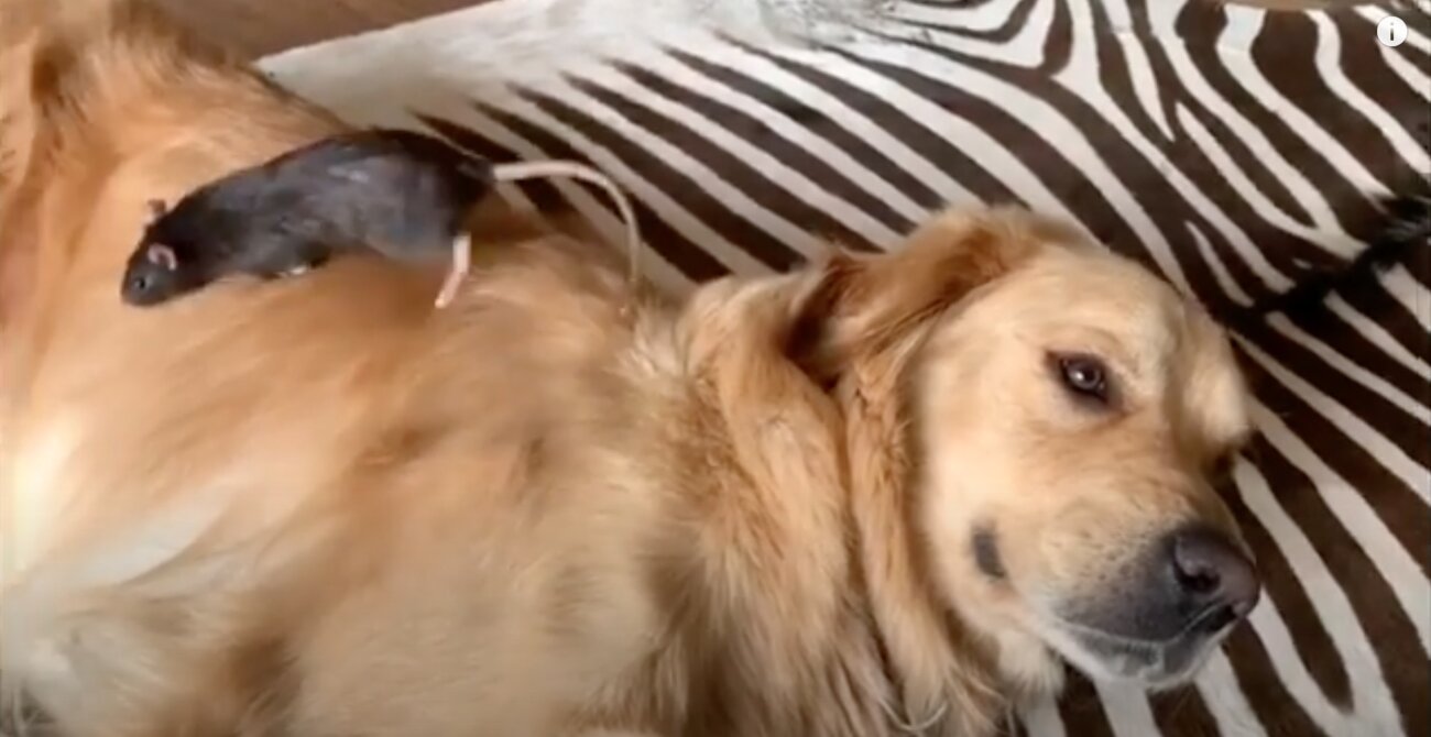 ゴールデンレトリーバー,動画