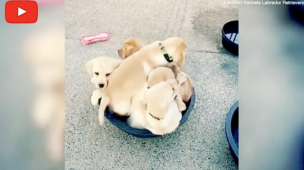ラブラドールレトリーバー,動画