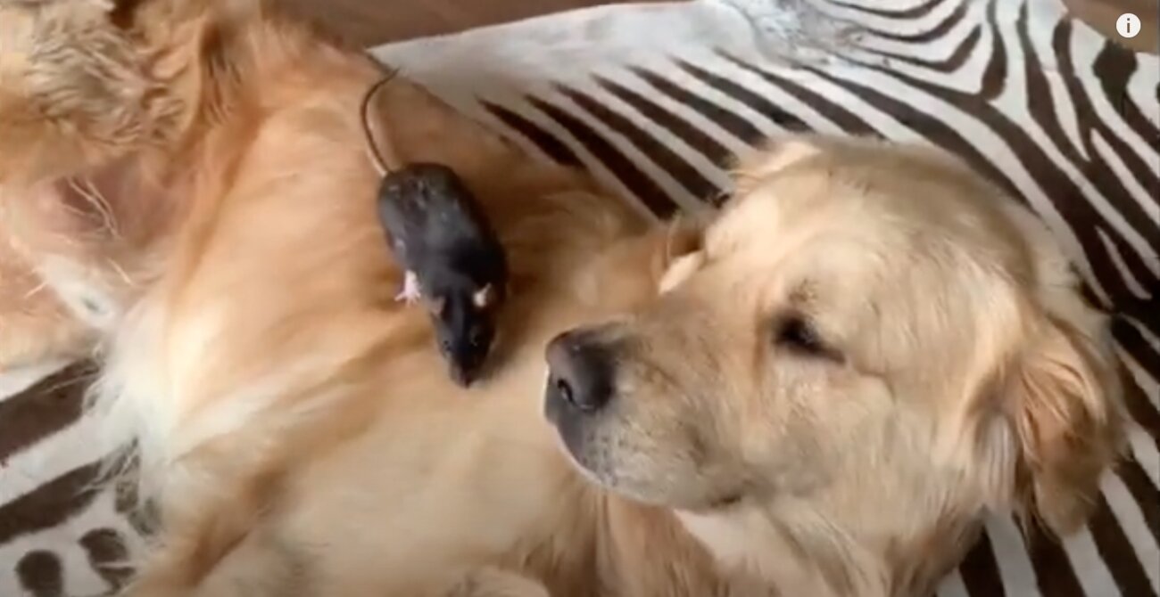 ゴールデンレトリーバー,動画