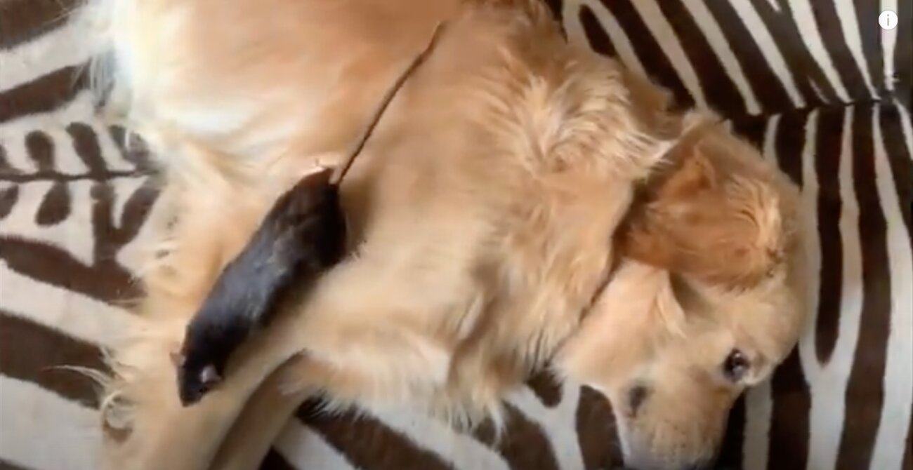 ゴールデンレトリーバー,動画