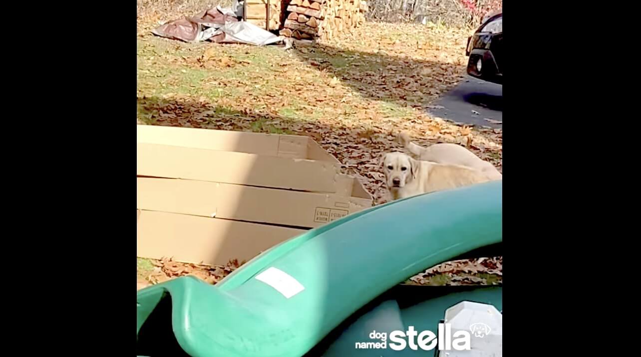 ラブラドールレトリーバー,動画