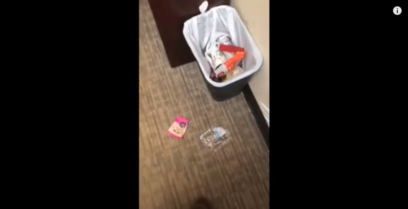 ラブラドールレトリーバー,動画