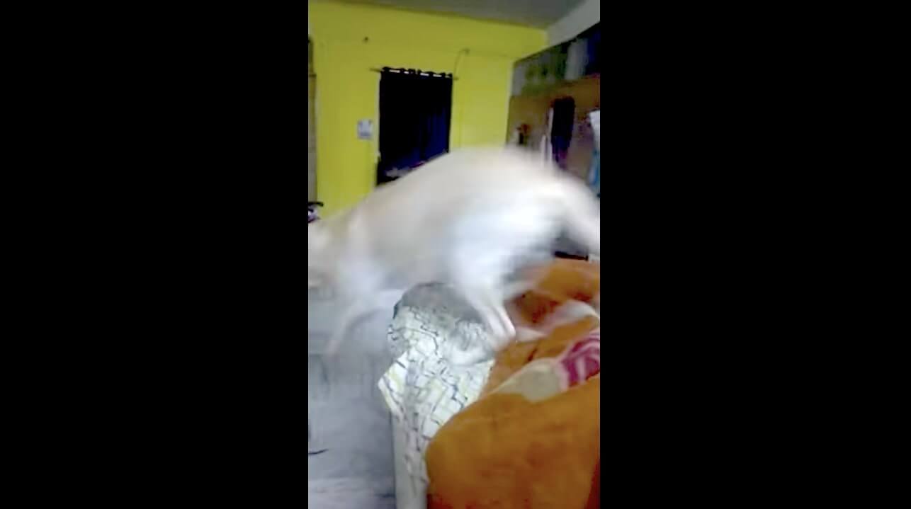 ラブラドールレトリーバー,動画