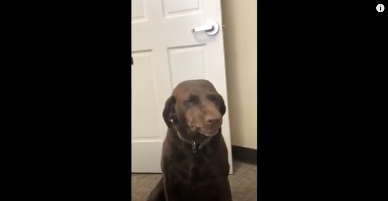 ラブラドールレトリーバー,動画