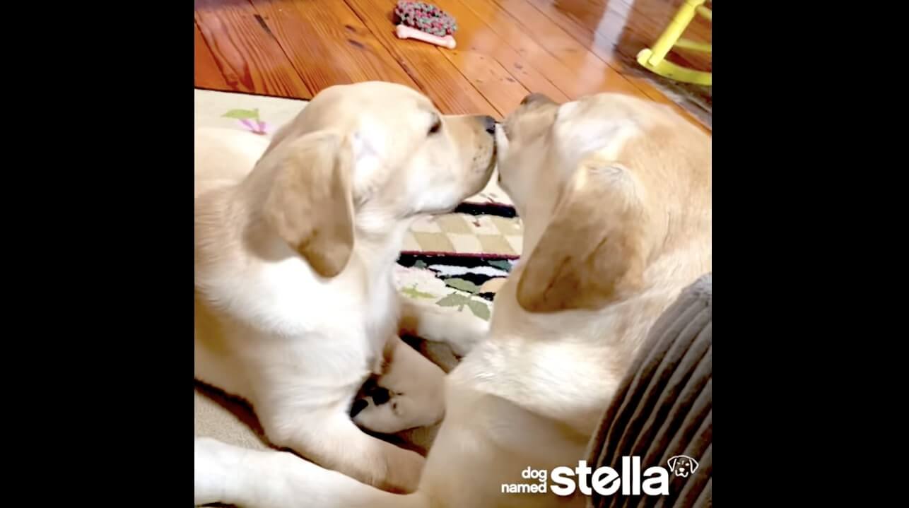 ラブラドールレトリーバー,動画