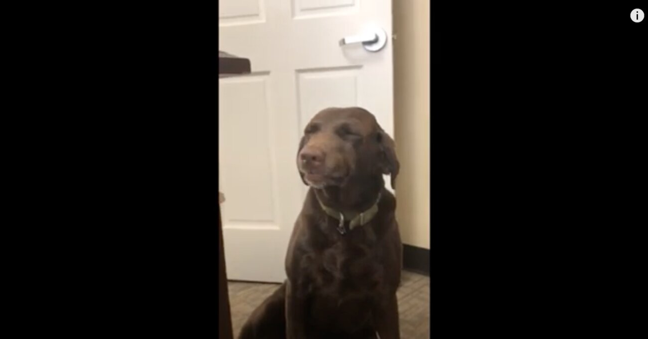 ラブラドールレトリーバー,動画