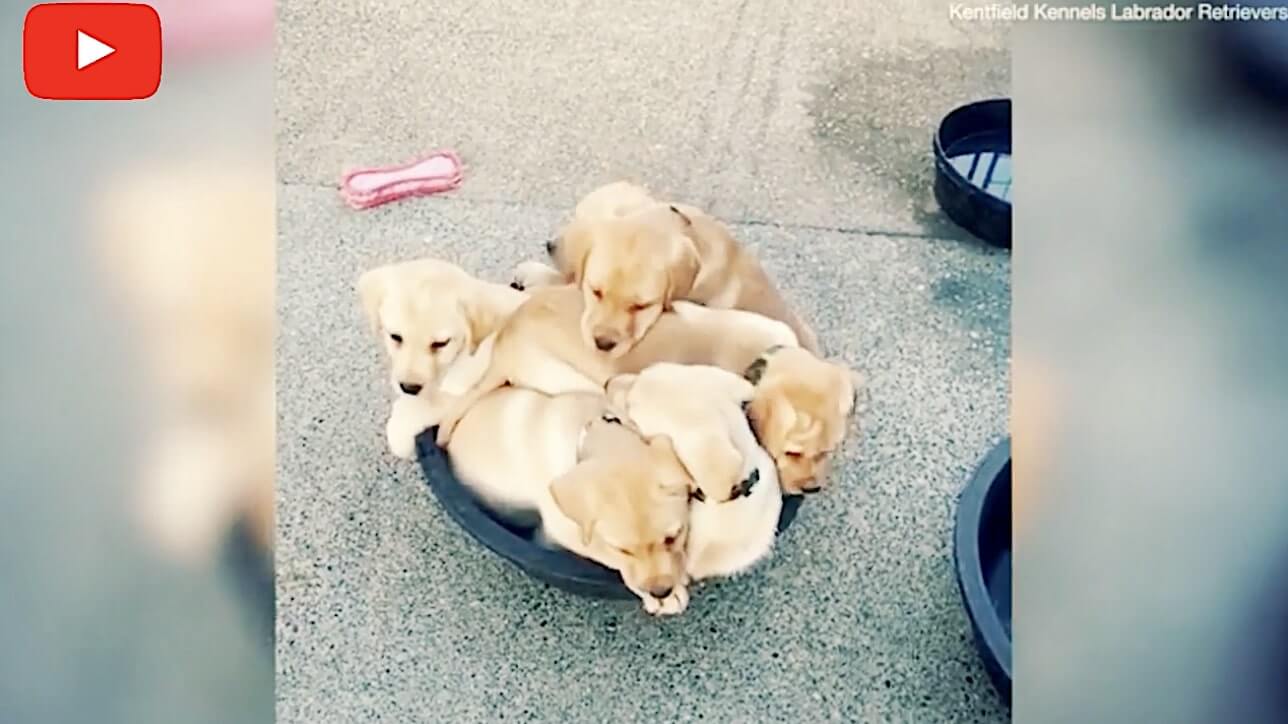 ラブラドールレトリーバー,動画