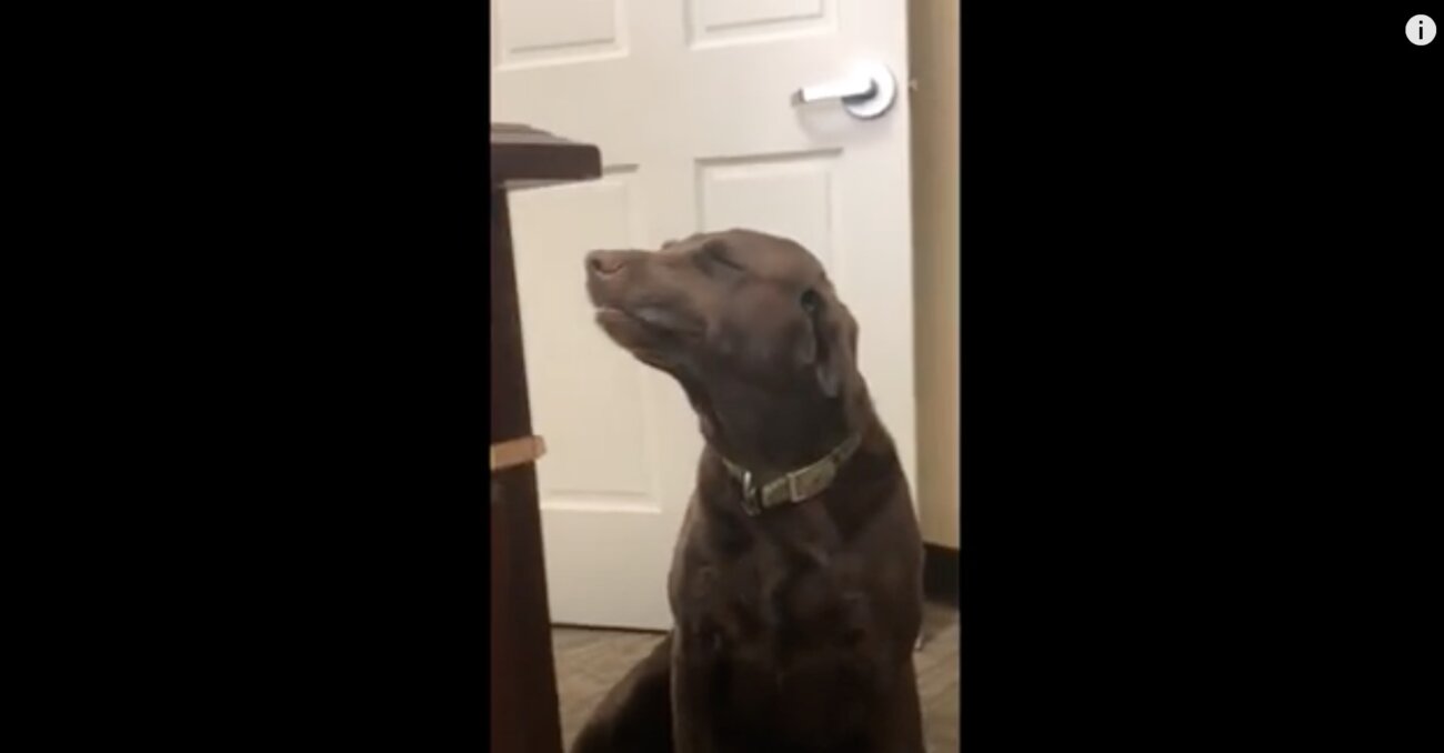 ラブラドールレトリーバー,動画