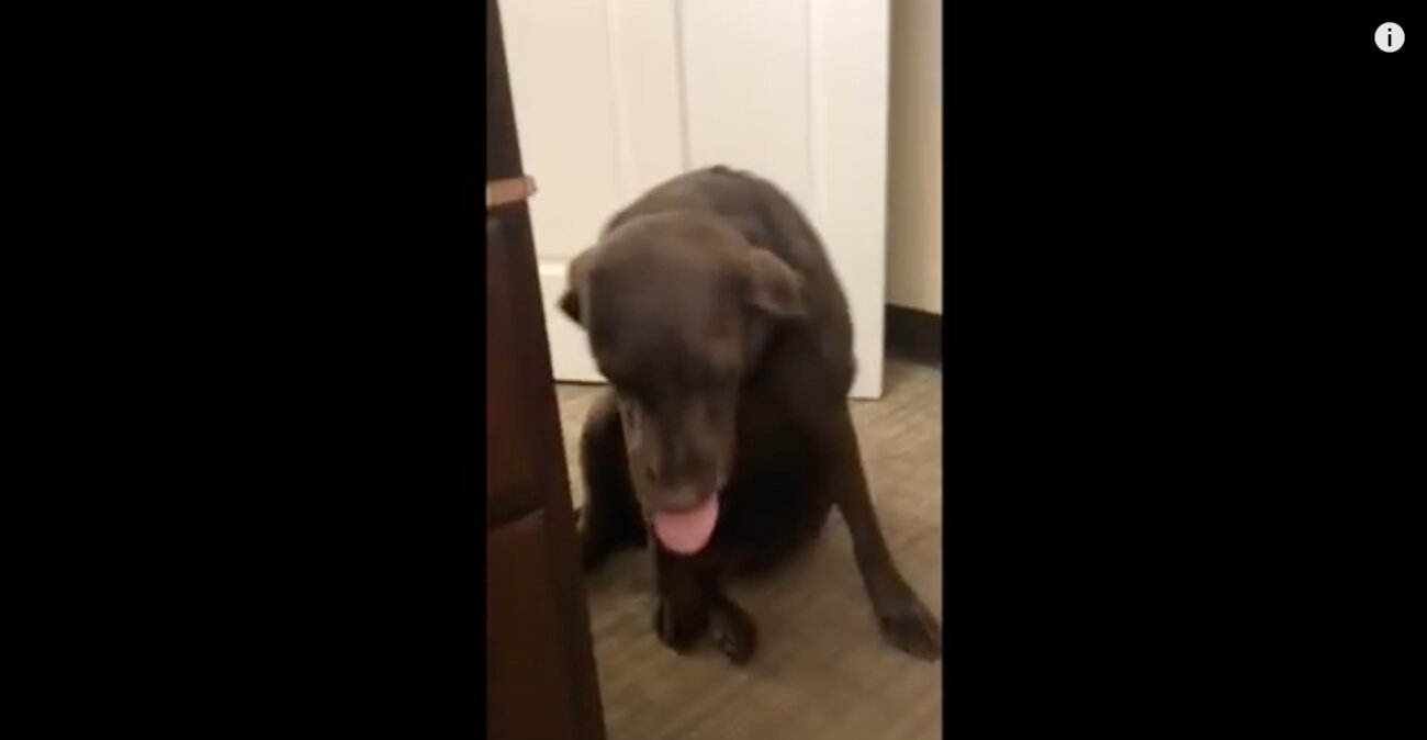 ラブラドールレトリーバー,動画