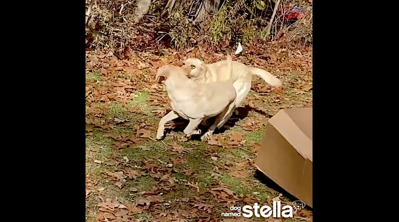 ラブラドールレトリーバー,動画