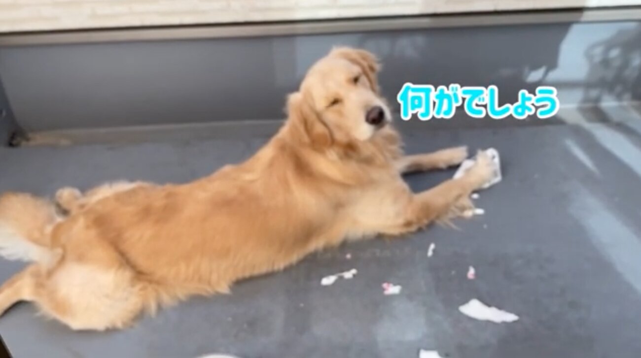 ゴールデンレトリーバー,動画