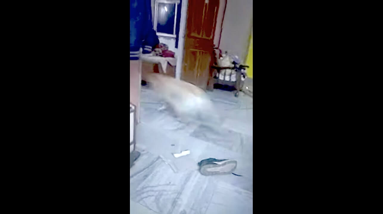 ラブラドールレトリーバー,動画