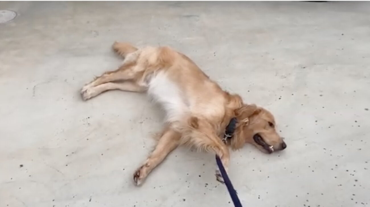 ゴールデンレトリーバー,動画