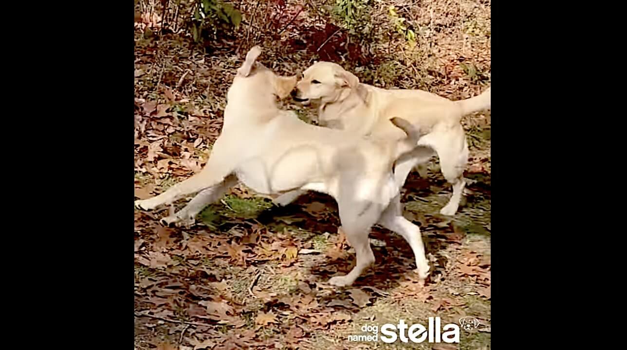 ラブラドールレトリーバー,動画