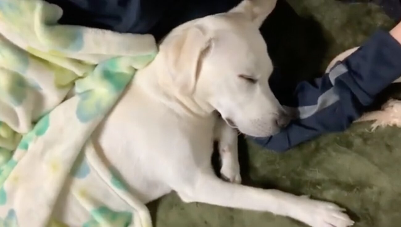 ラブラドールレトリーバー,動画