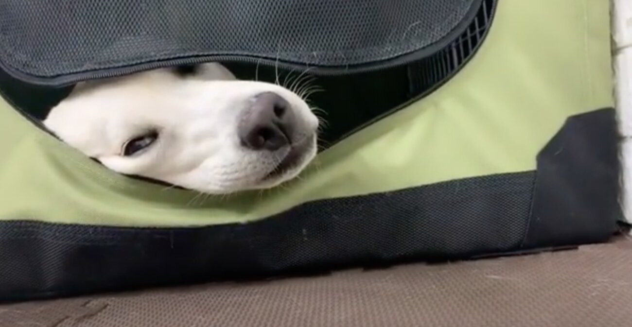 ラブラドールレトリーバー,動画