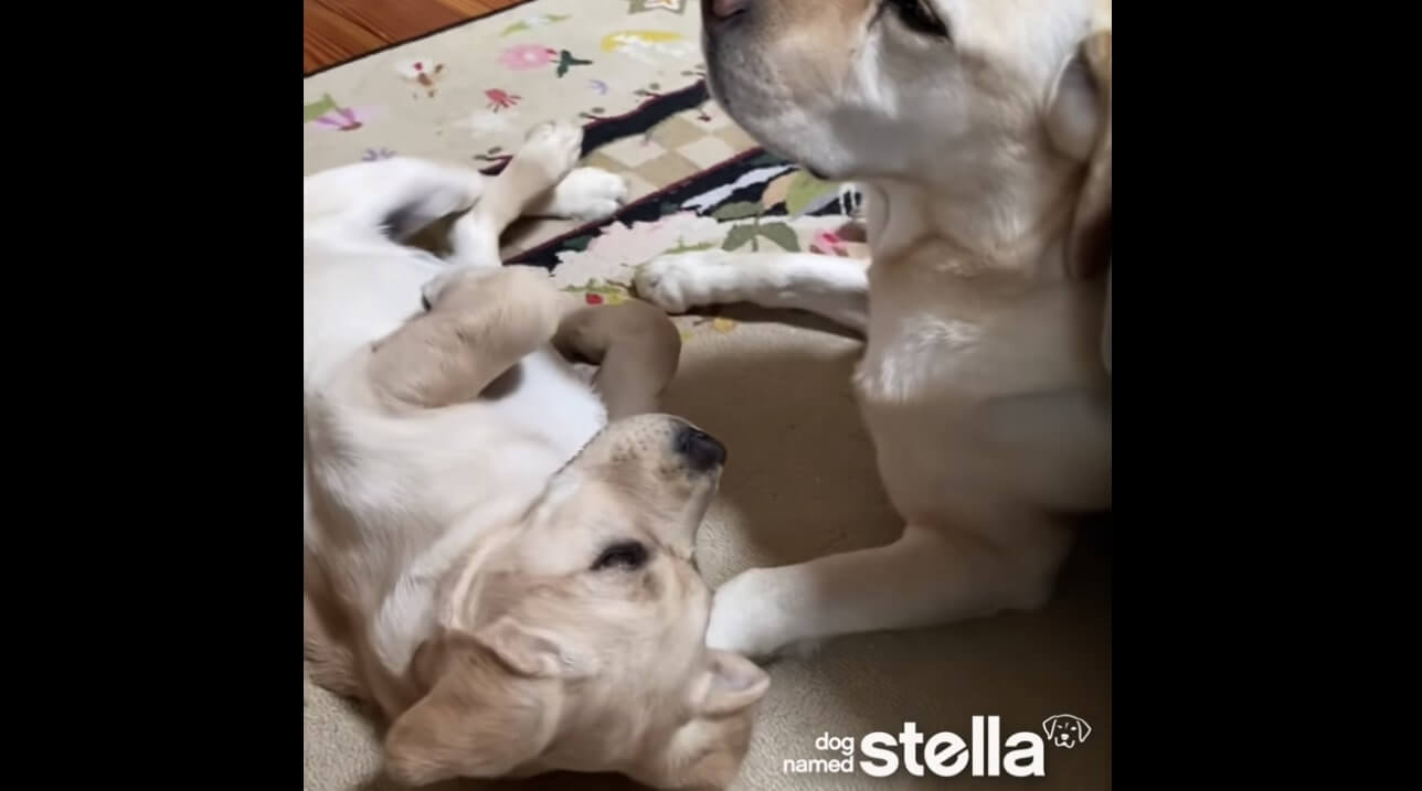 ラブラドールレトリーバー,動画